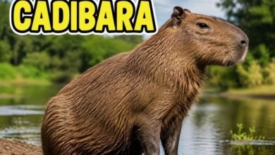 Cadibara ab